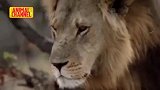 猎豹：实拍大猫的捕猎瞬问，看得真是惊心动魄