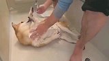 主人给柴犬洗澡，这是我见过最配合主人洗澡的狗子了