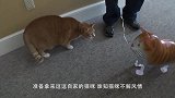 猫咪一秒神技扑到麻雀，让人叹为观止，猫：这是基本操作！