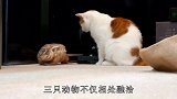 蜥蜴与猫咪和谐相处，但这却是第一次见面，跨物种的友谊真好！
