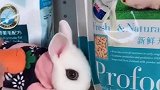 吓我一跳，这是活的