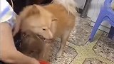 中华田园犬：我吃没问题，能不能慢点喂我？我想尝尝啥味的！