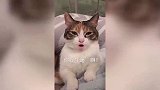 女子教闺蜜如何吸引男生，看的闺蜜一脸懵逼，网友：绿茶本茶