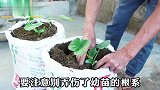 沉浸式种植蒲瓜，方法简单易学，两个编织袋就能种出十几斤蒲瓜！