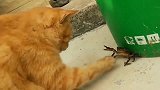 橘猫手贱去拍打螃蟹，结果被夹得哇哇叫，不作就不会死