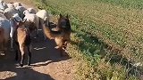 德牧犬不仅可以放牧牛羊，还可以看家护院
