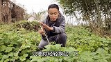 身上带刺的“活麻”，搭配贵州有名的豆干火锅，味道真是绝了