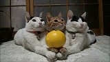 6个肉球垫橘子 看训练有素的猫叔一家