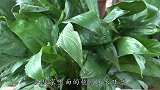 将吃剩下的果皮，简单一处理养花，植物越长越旺轻松爆盆
