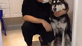 可怜的汪星人被铲屎官害苦了