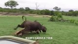 动物：鬣狗咬住母狮的鼻子，雄狮看到脾气立马就上来了