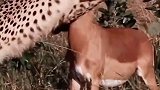 黑斑羚被猎豹锁喉，还有救吗？不科学啊，它怎么不反抗啊！