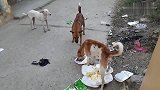流浪狗争夺地上的残羹剩饭，怒目相对！真是可怜