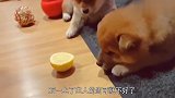 主人恶搞柴犬吃柠檬,狗狗的反应亮了,接下来千万忍住别笑