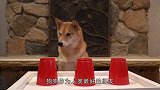 都说金毛犬聪明，这只明显是个例外，网友：有点蠢萌