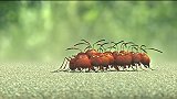 《昆虫总动员》手下将领不听蚂蚁恶霸的话，太丢人了