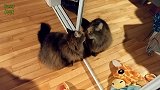蹲在镜子前的小猫咪，舔镜子里自己的样子，好逗啊！