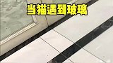 猫咪遇到障碍也分等级的话，你家的是几级