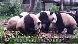 大熊猫觉得生活太过颓废,下一秒忍住别笑,国宝我也是有梦想的