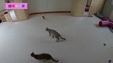 孟加拉小猫的特技跳跃