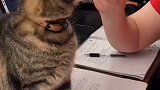 小猫咪的报复心里有多强