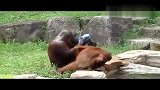 宠物乐园-20110829-有洁癖的猩猩伤不起啊