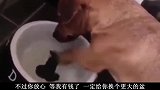 这狗子太搞笑！对着空盆子一直吃！这动作太逗了！