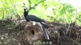 雌性犀鸟抚育后代被困树洞，雄犀鸟不离不弃