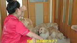 主人要把小金毛卖掉，金毛妈妈三次下跪祈求主人，主人感动的哭了