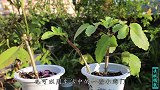 扦插花卉有神器，家家都有的“它”，对生根帮助非常大