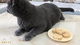 妹子特地给猫咪做了三文鱼月饼，猫咪看到月饼的反应竟是扭头就走