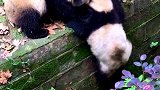 防火防盗防熊队友
