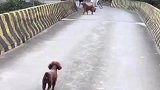 遛狗一定要栓绳，因为你不知道它会做什么