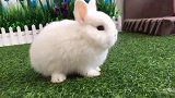 蹭一波热度