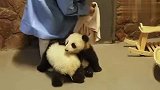 看到奶妈照顾别的熊，一旁的熊孩子不干了，下一秒忍住别笑