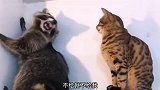 猫：你别拍了，快点关闸漏电了