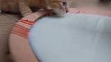 小奶猫和猫爸爸一起喝奶，猫爸爸：谁还不是个宝宝