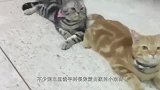 主人带狗狗出门玩耍，主人点名狗狗才敢下车，真是厉害了