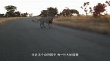 饲养员为狮子相亲，结果太兴奋惹怒了母狮，这下可不好办了