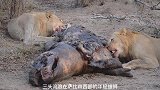 讲究团队合助的狮群，总是成群在一起生活和捕猎