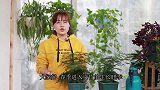 文竹长出“长长的枝条”，应该在哪个位置剪掉？看完又学会一招！