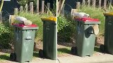 澳大利亚一鹦鹉推开垃圾桶上石头 进去翻找食物