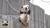 熊猫宝宝坐在高高的树杈上，各种凹造型求关注，要不要这么萌？