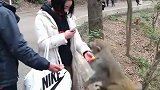 这个猴子肯定是个母猴子，和姑娘没看对眼，喜欢这个小哥哥