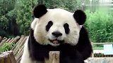 原来你是这样的熊猫，对着美女笑的露出两排小白牙
