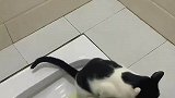 猫咪上完厕所后，熟练打开开关冲水