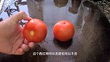 番茄鱼的家常做法，这么做出来的鱼又好吃又下饭，出锅香气四溢