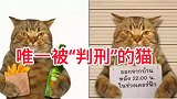 唯一被逮捕过的猫咪，从此猫生将黯淡无光了！