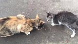 小猫咪想要吃猫粮，大猫正在吃不让，还动手打
