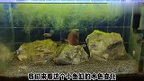看看鱼缸的褐藻是如何转变为青苔的？就是一个水质稳定加光照